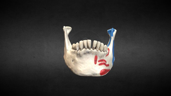 Réplica de mandíbula / Mandible replica 3D Model