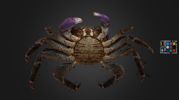 CC0 ヒルギハシリイワガニ 🦀 ♀ Broad-fronted Mangrove Crab