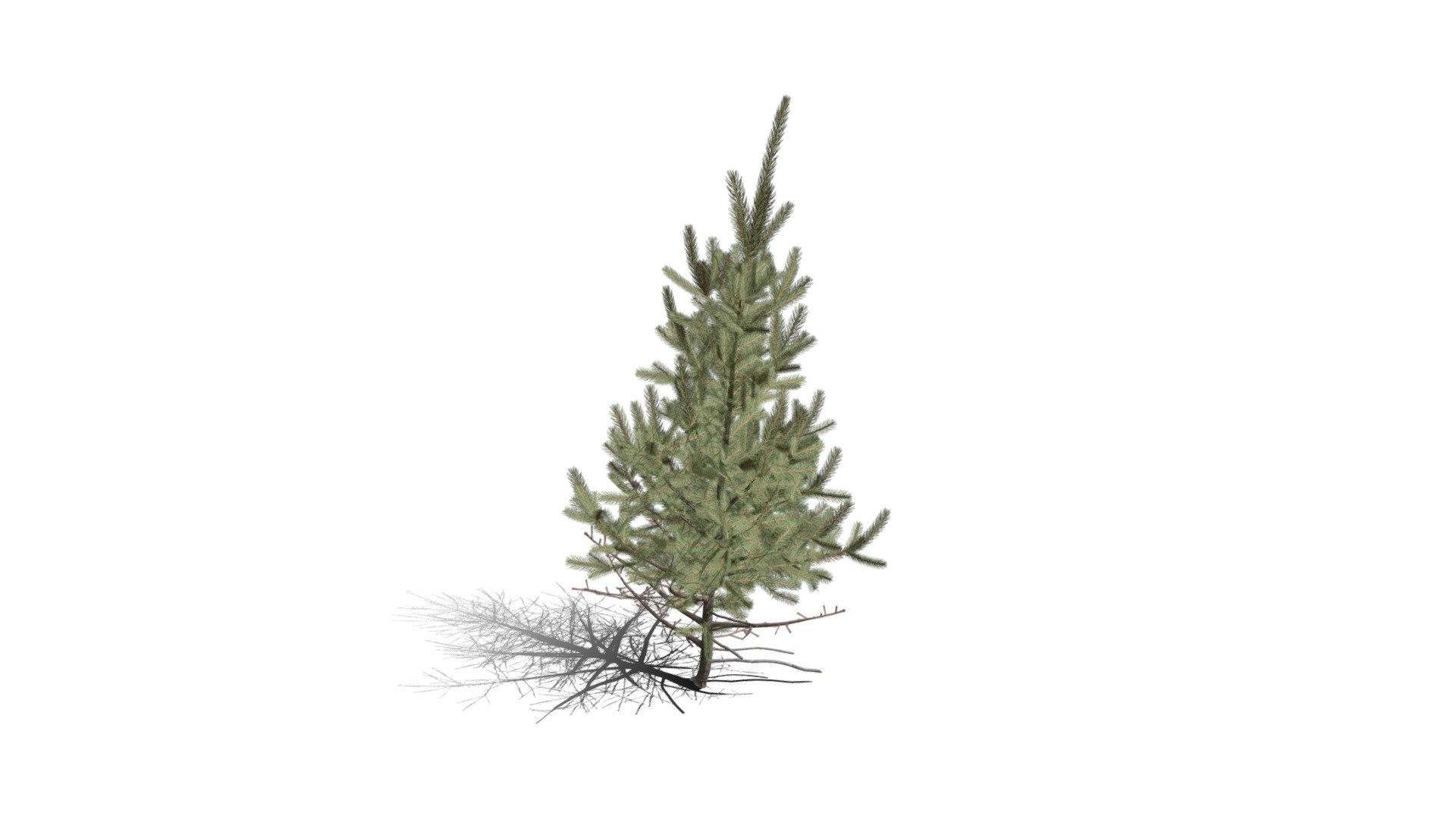 Realistic HD Black spruce (21/38) — Sketchfab embed 3D viewer