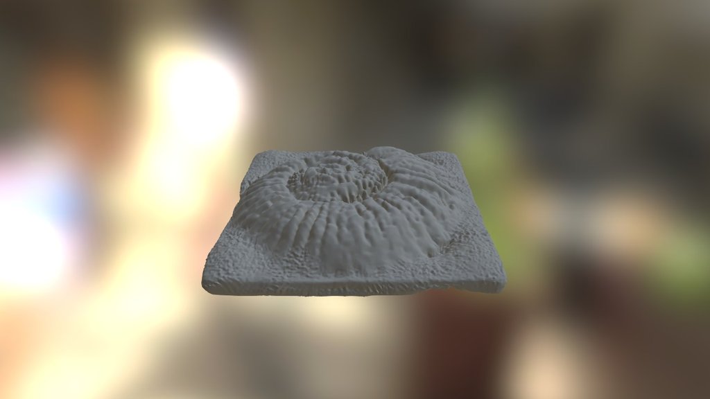 DL Beta Challence C2 Ammonite