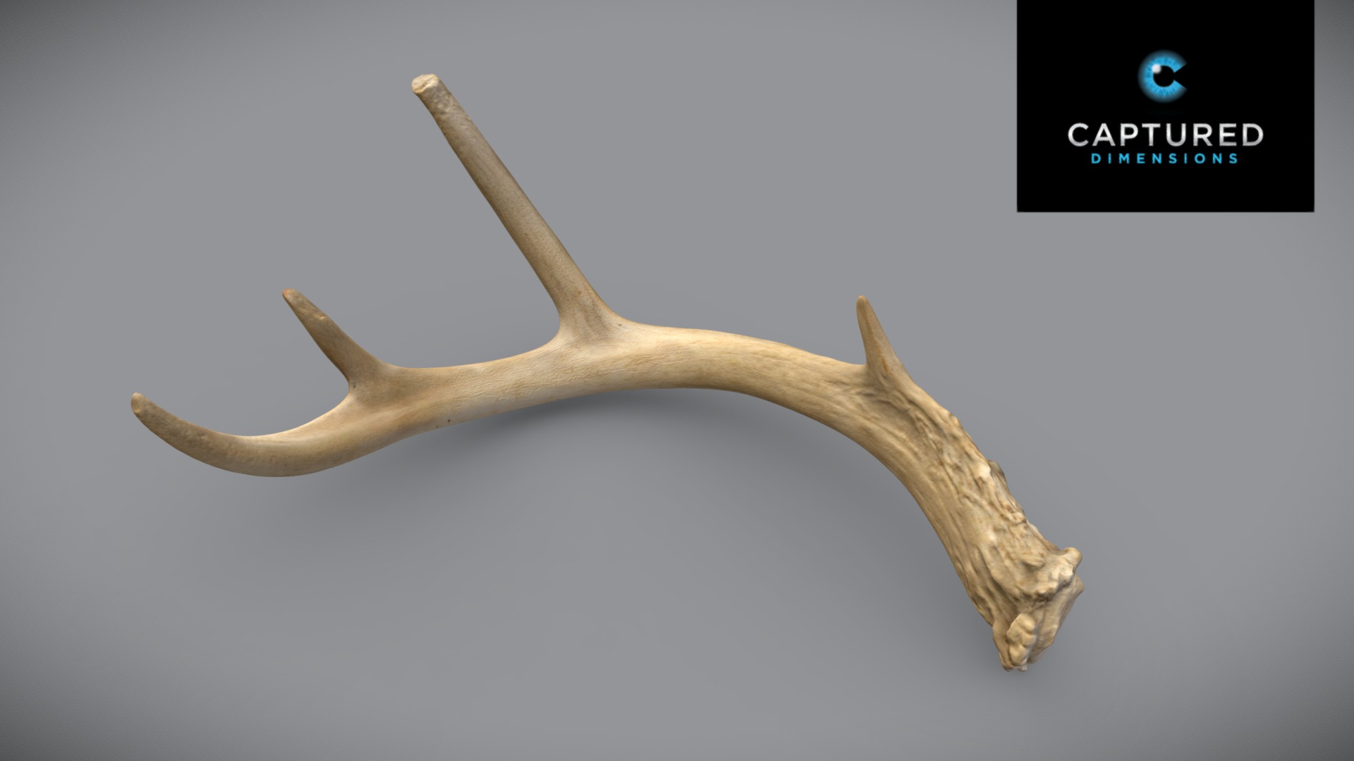3D model White-Tailed Deer Right Shed Antler 2 - This is a 3D model of the White-Tailed Deer Right Shed Antler 2. The 3D model is about a close-up of a bone.