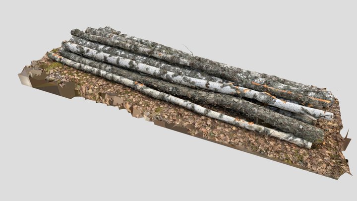 Felled birch trunks on the ground, RAW Scan 3D Model