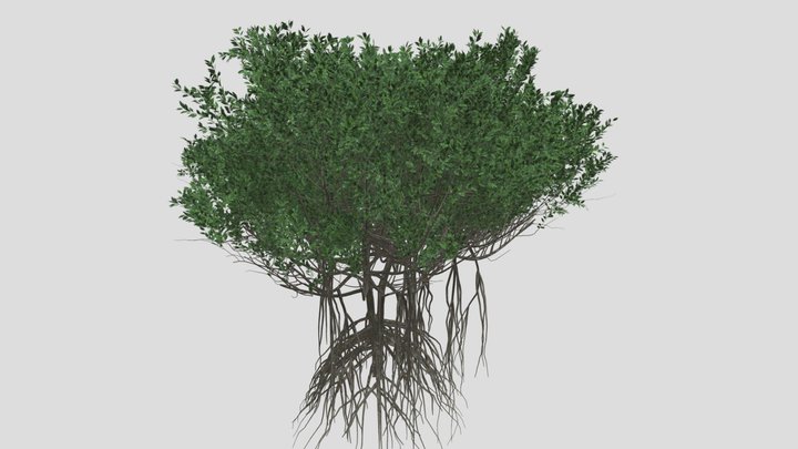 GTV mangrove tree A 3D Model