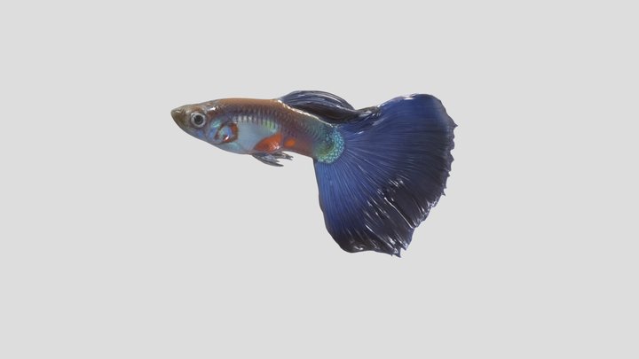 Halfblack Purple Guppy Male – Modelo 3D gratuito STL