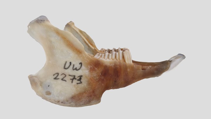 UWYMV:Mamm:2273, Sylvilagus floridanus, Mandible – Free 3D Model STL