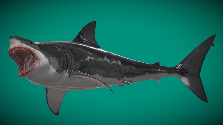 Fabio Fragiacomo's Megalodon – Modello 3D gratuito STL
