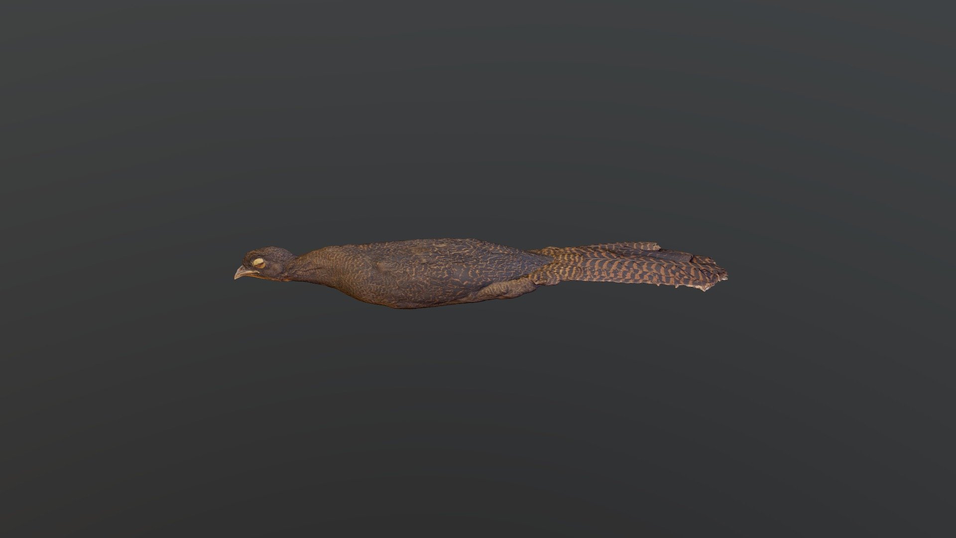 Highland Guan - Penelopina nigra