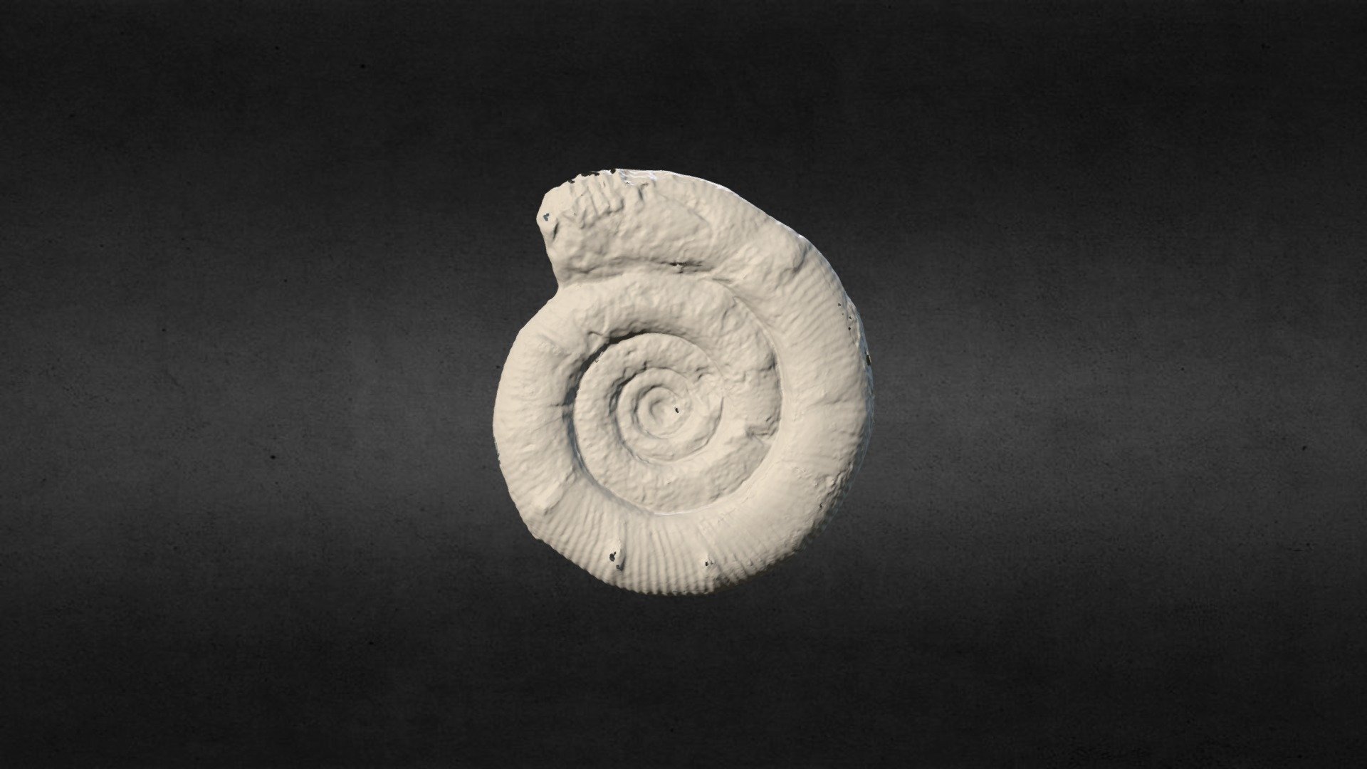 12 Prodactylioceras davoei