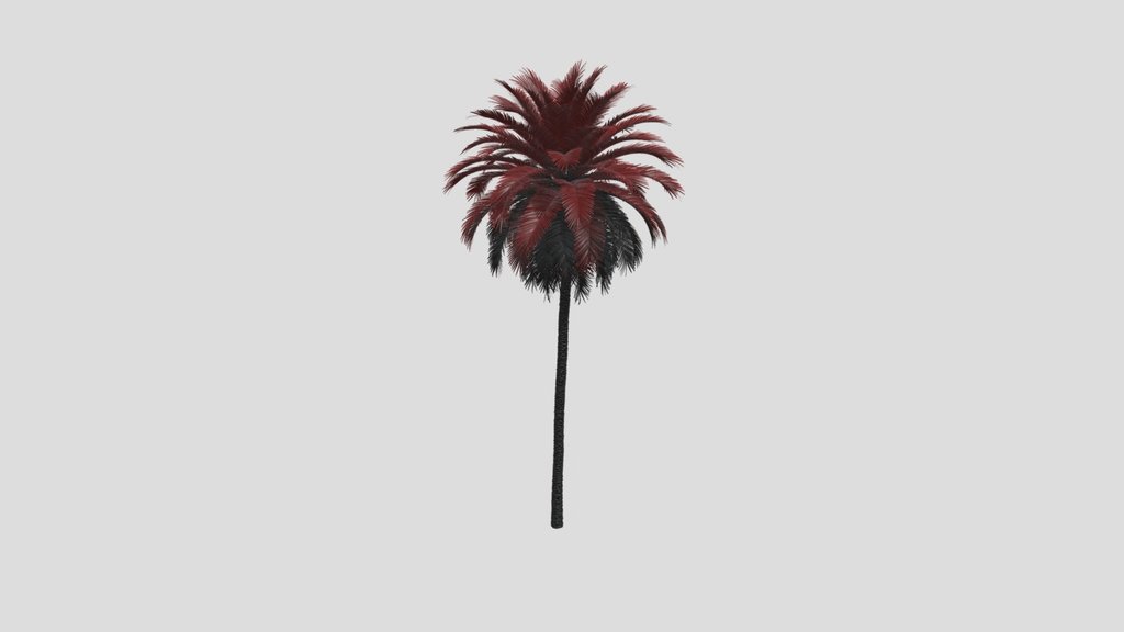 Palm Phoenix Canariensis02