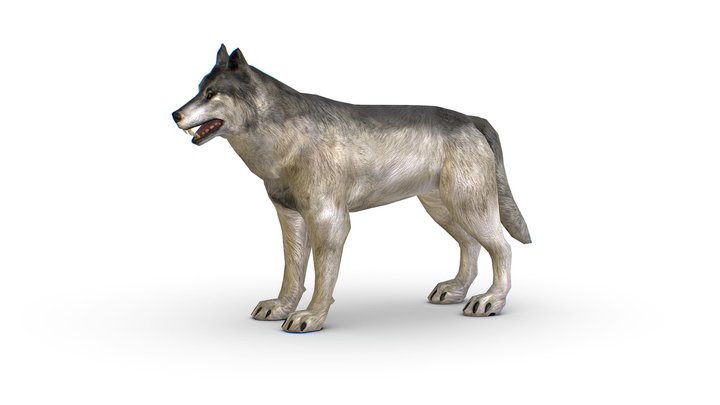 LowPoly Model Grey Wolf 3D Model