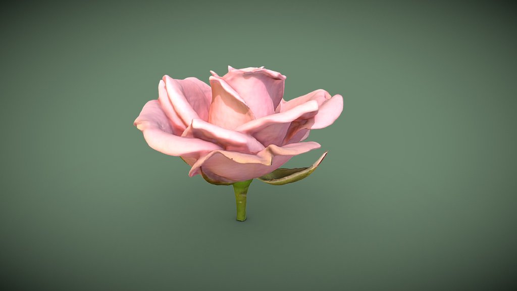 Pink Rose