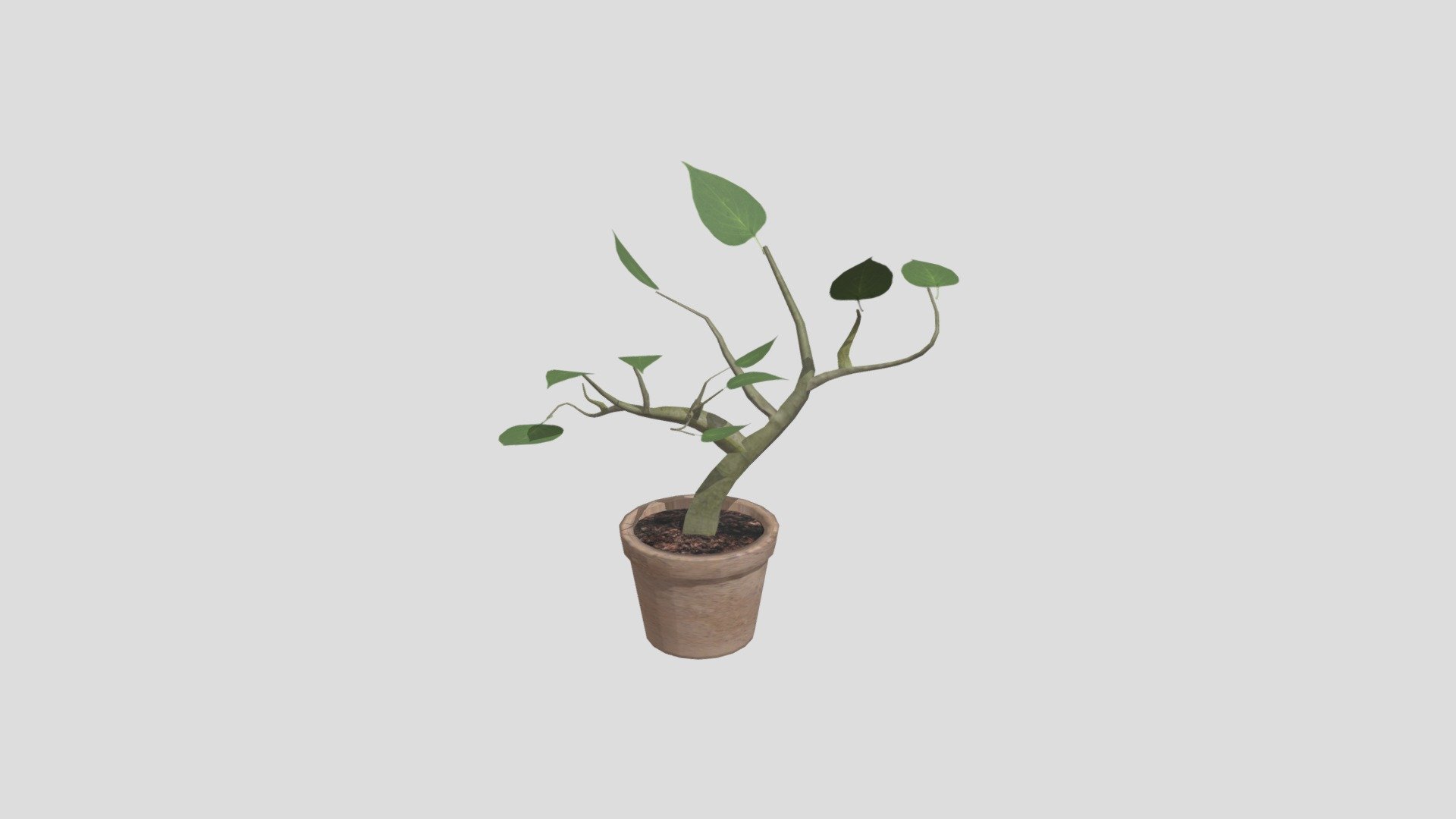 Plant