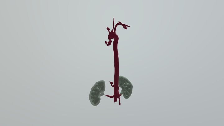 Kidneys And Aorta 3D Model
