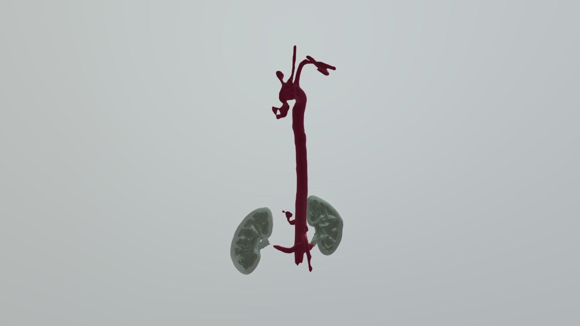 Kidneys And Aorta
