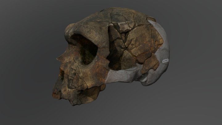 Homo heidelbergensis Cranium (Bodo) 3D Model