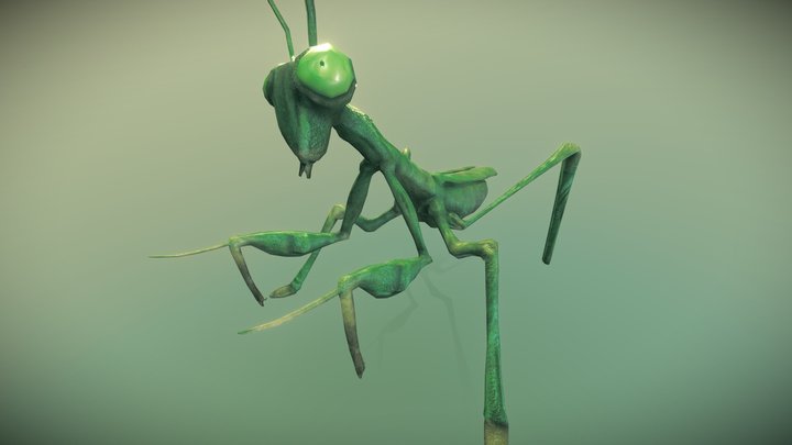 European Mantis 3D Model