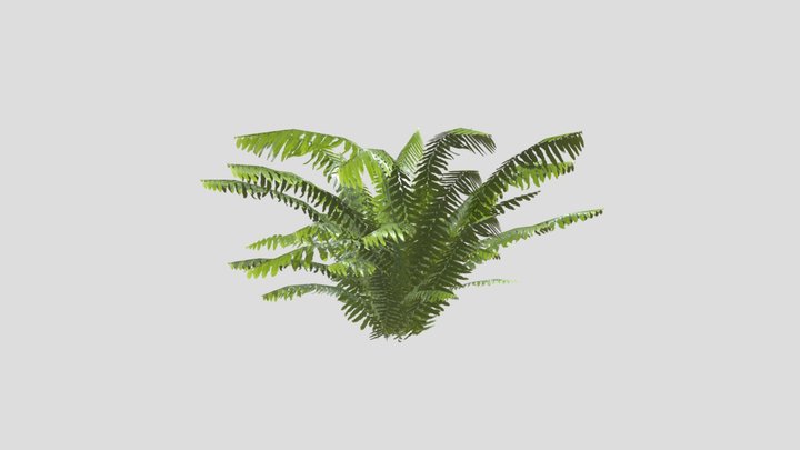 Fern Bush 3D Model