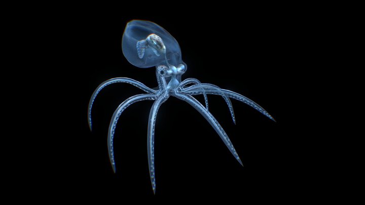 Glass octopus 3D Model