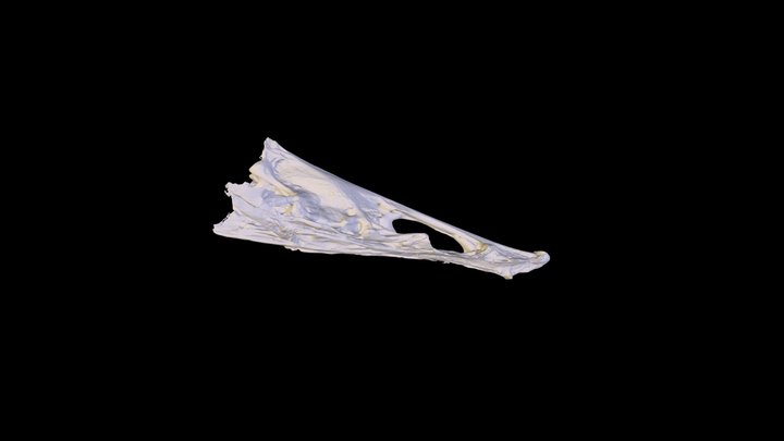 Centropomus undecimalis Neurocranium 3D Model