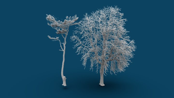 Ciaran's Fury: Trees Fallen by the Storm 3D Model