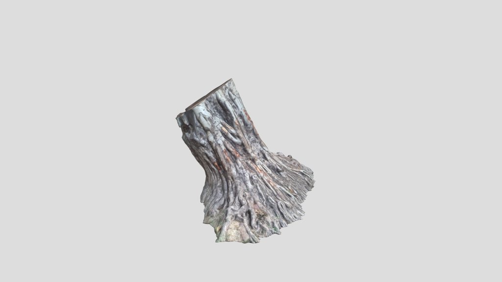Tree Gnarled Roots