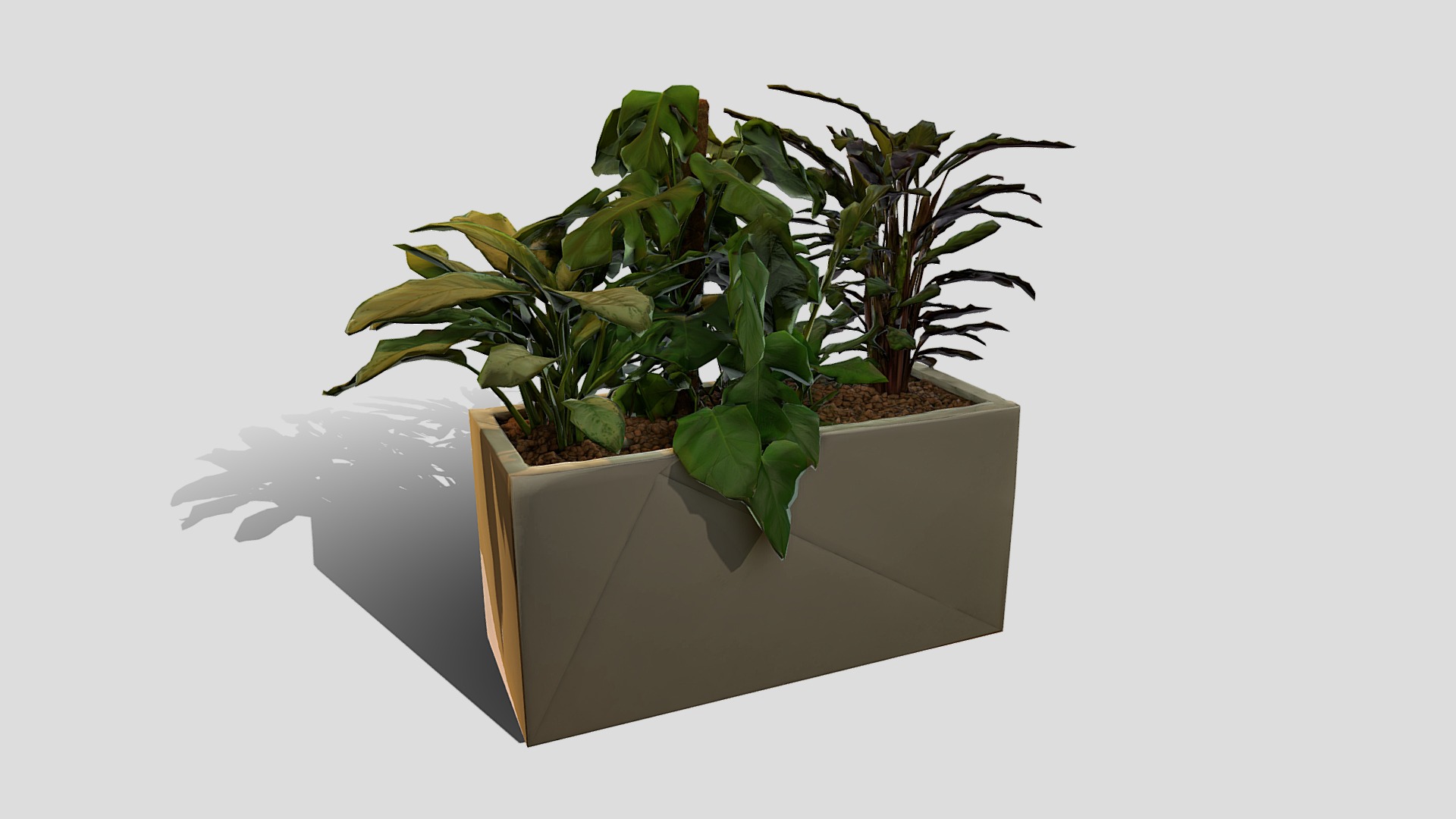3D model Plant 6 - This is a 3D model of the Plant 6. The 3D model is about a plant in a box.