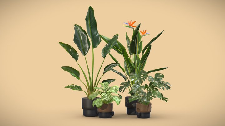 Indoor Plants Pack 39 3D Model