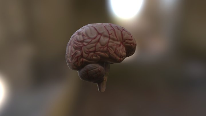 Brain 3D Model