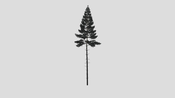 Pinus sylvestris 19 AM219 Archmodel 3D Model