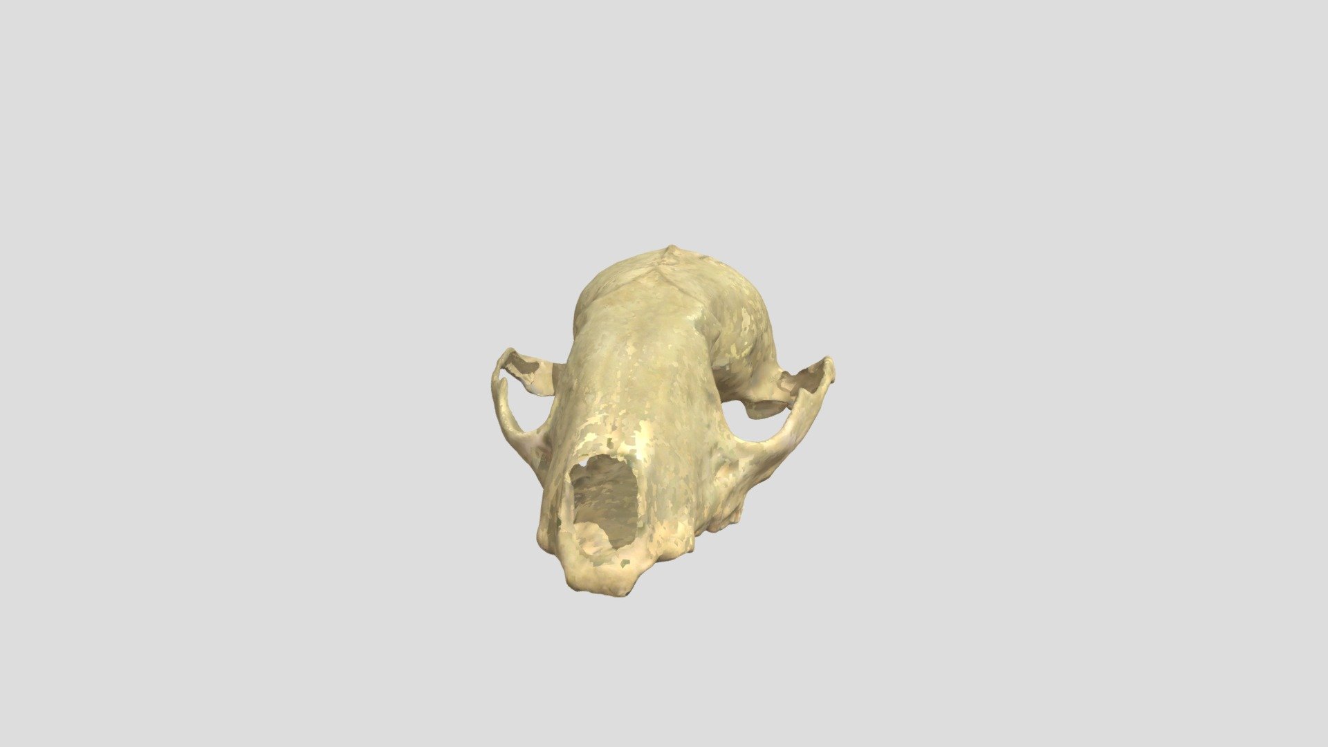 Racoon Skull