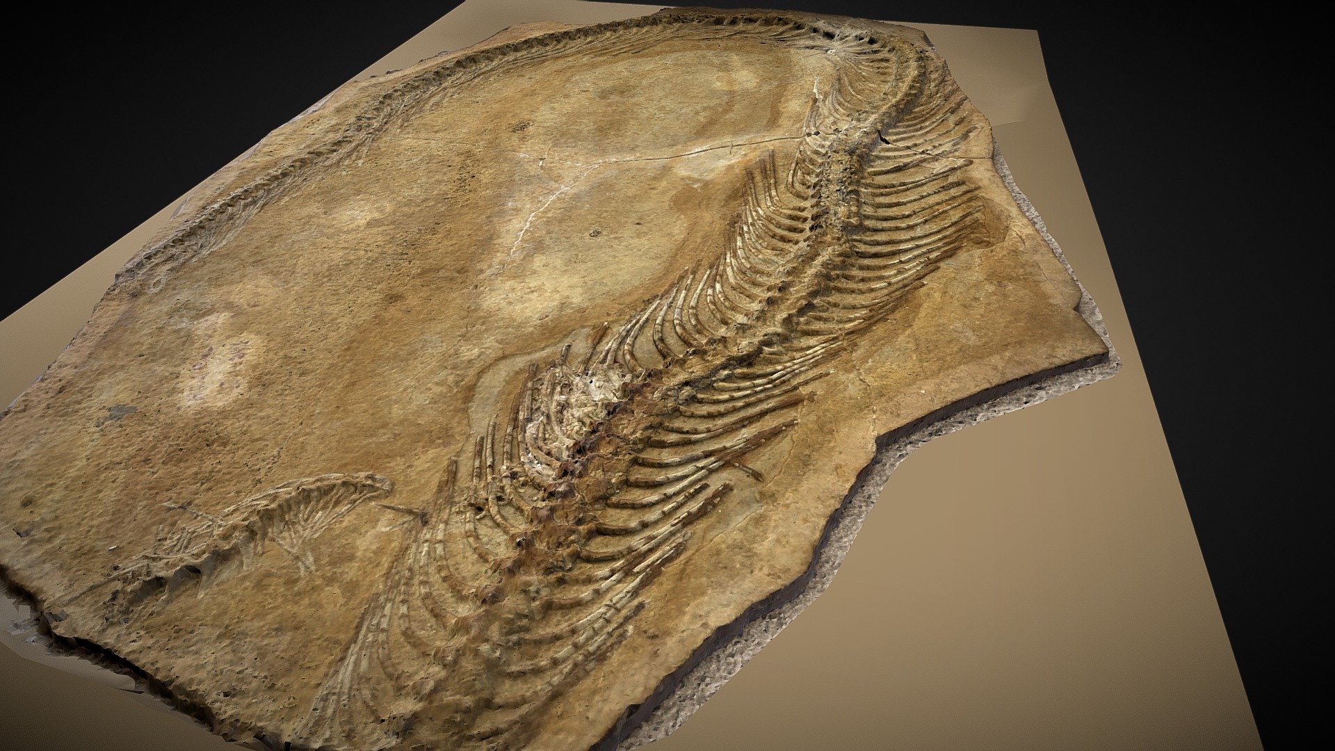 Snake fossil