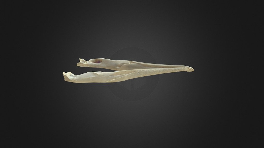 Phalacrocorax carbo, mandible