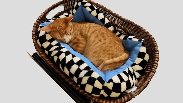 Sleeping cat 3D Model