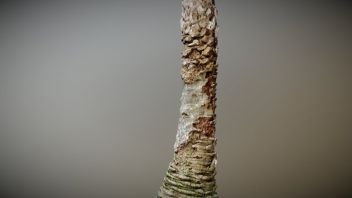 Palm Tree Trunk 003 - 150k faces – Free 3D Model STL