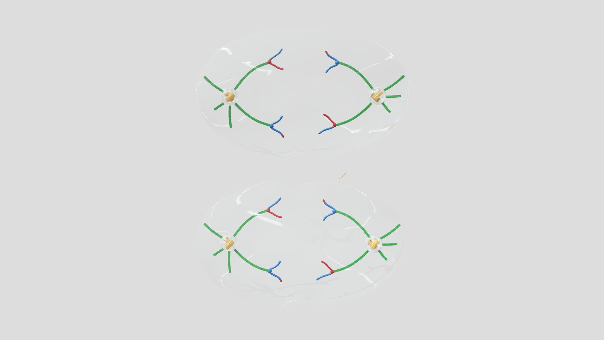 Cell Division 23 - Meiosis II Anaphase II - 3D model by Júlio Panzera ...