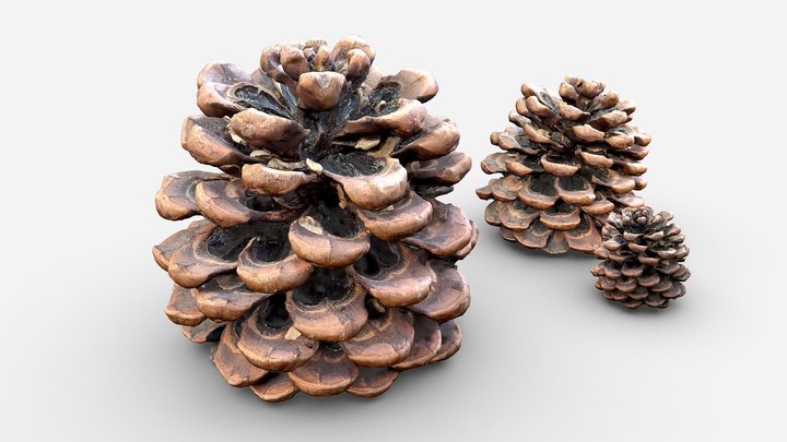 Pine Cone 3D Model