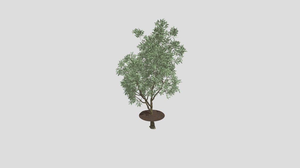 Plant Indoor