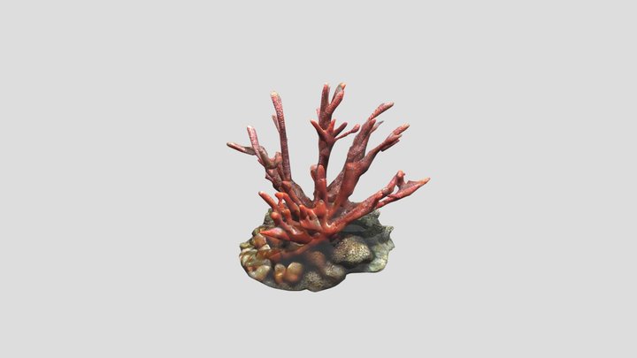 Coral L 3D Model