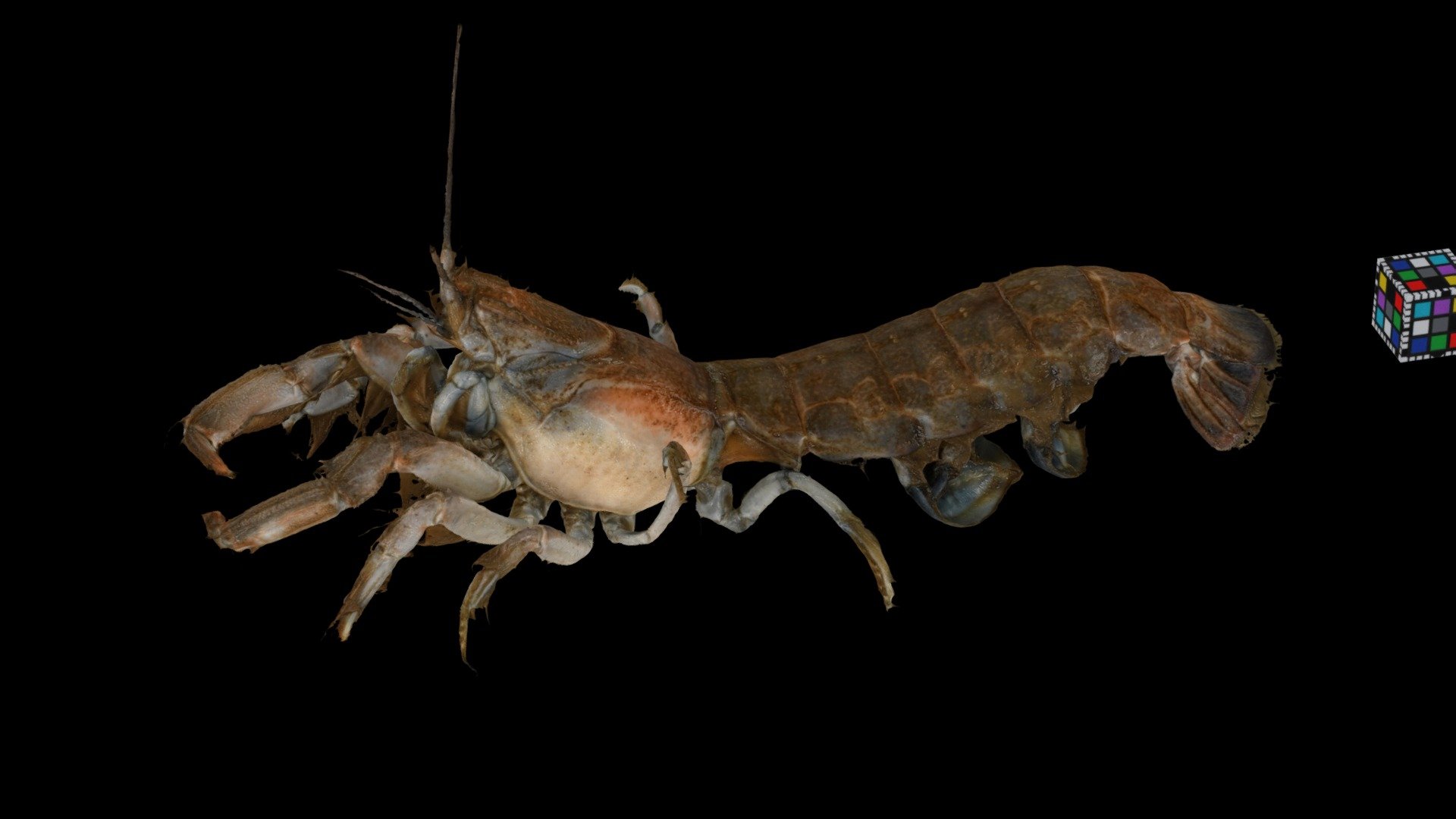 アナジャコ Japanese Mud Shrimp, Upogebia major