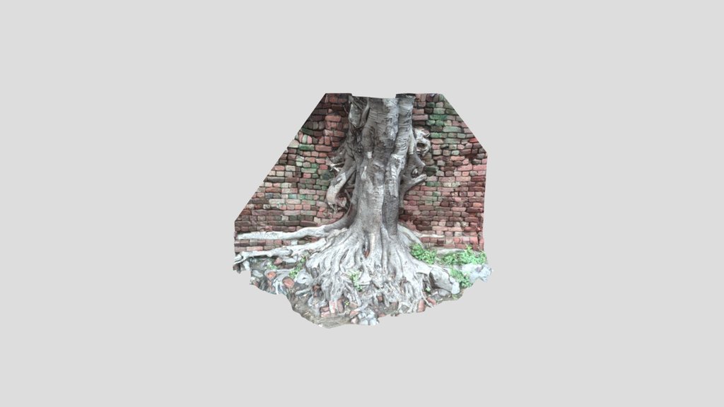 Tree With Wall