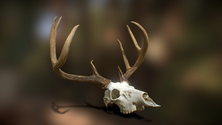 Buck Skull Horns 3D Model
