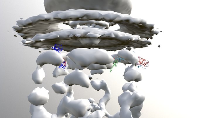 New model - adjusted position of YopN complex 3D Model