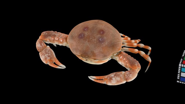 CC0 ヨツメコブシ 🦀 ♀ Four-eye Pebble Crab