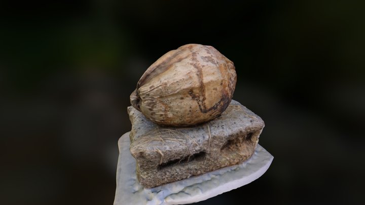 Coconut 3D Model