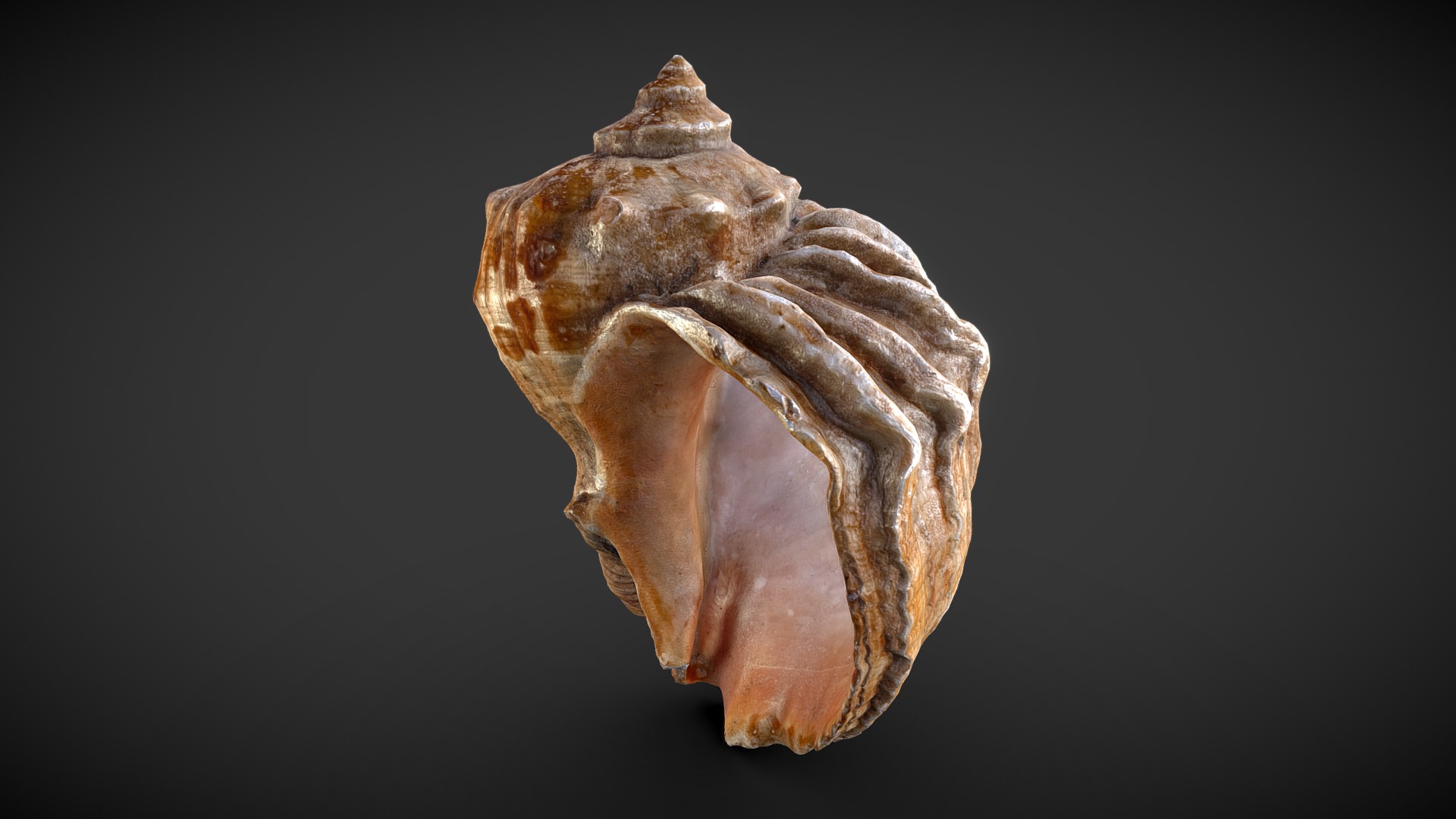 3D model Sea Shell 3D Scan - This is a 3D model of the Sea Shell 3D Scan. The 3D model is about a brown and white moth.