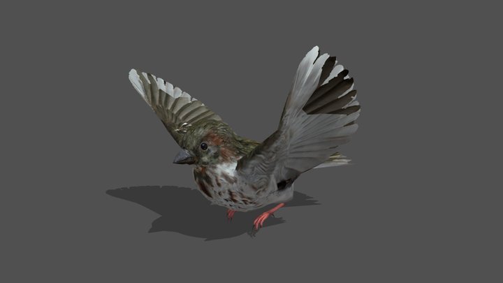 Animated Sparrow – 3D Animal Model