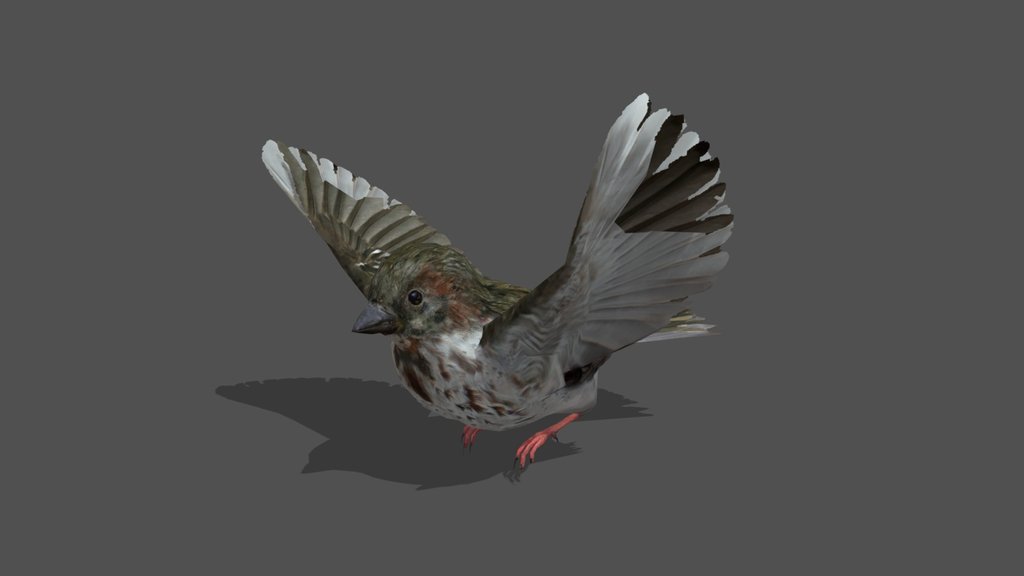 Animated Sparrow – 3D Animal Model