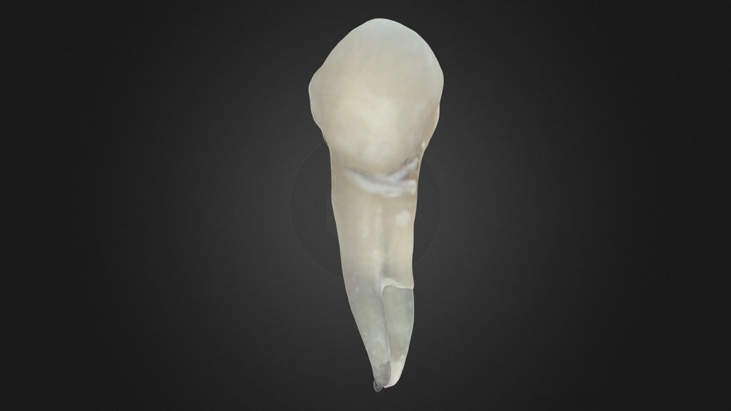 Primeiro Pré-Molar Superior - Upper First Premolar - A 3D model ...