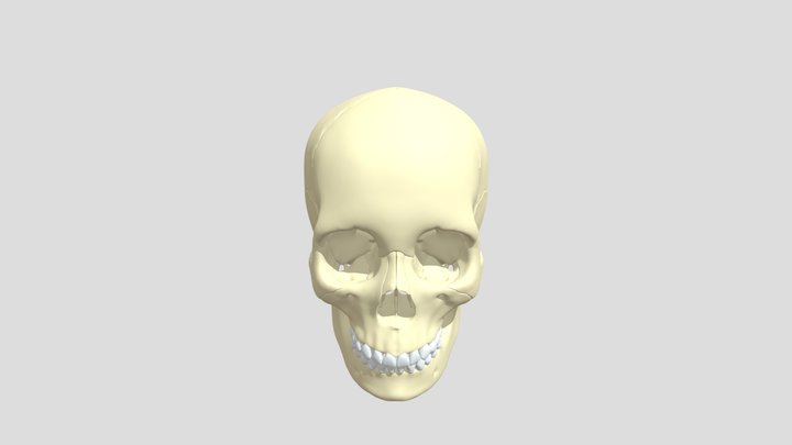 craneo 3D Model