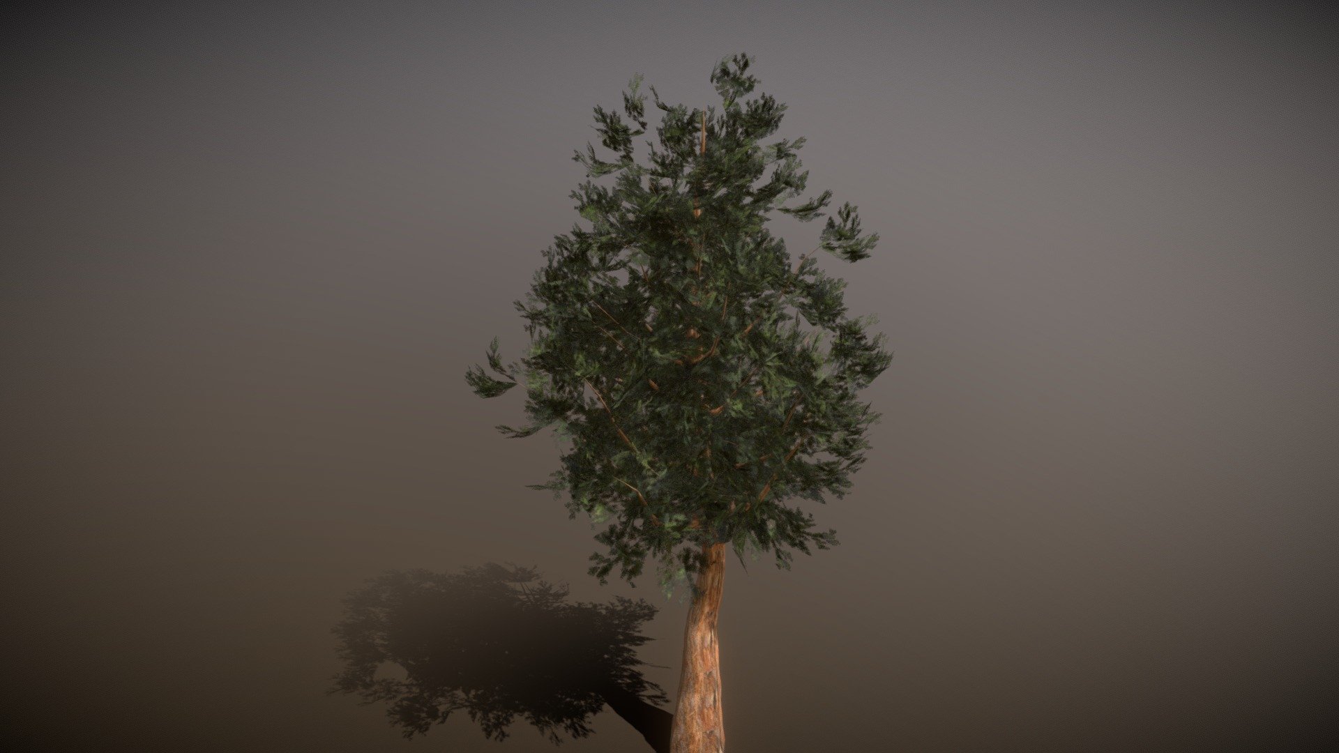Broadleaf